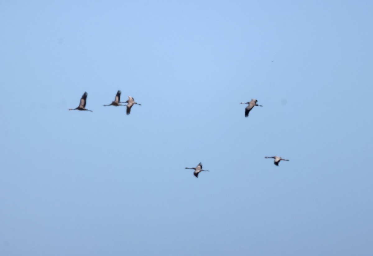 Common Crane - ML646583294