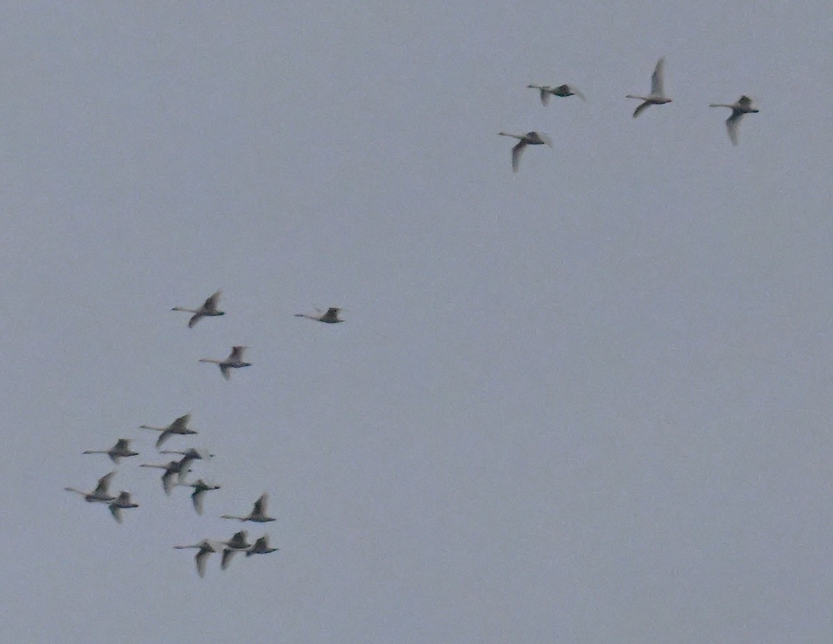 Tundra Swan - ML646583295