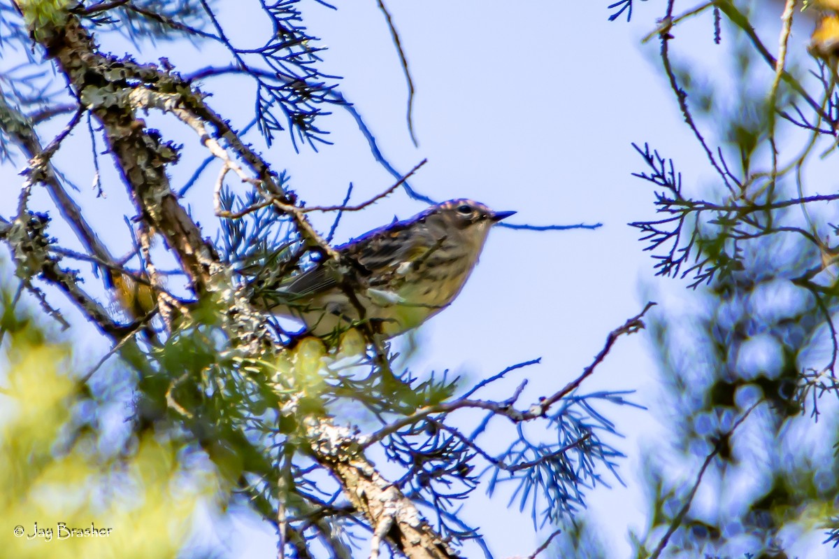 Paruline à croupion jaune (coronata) - ML646583298
