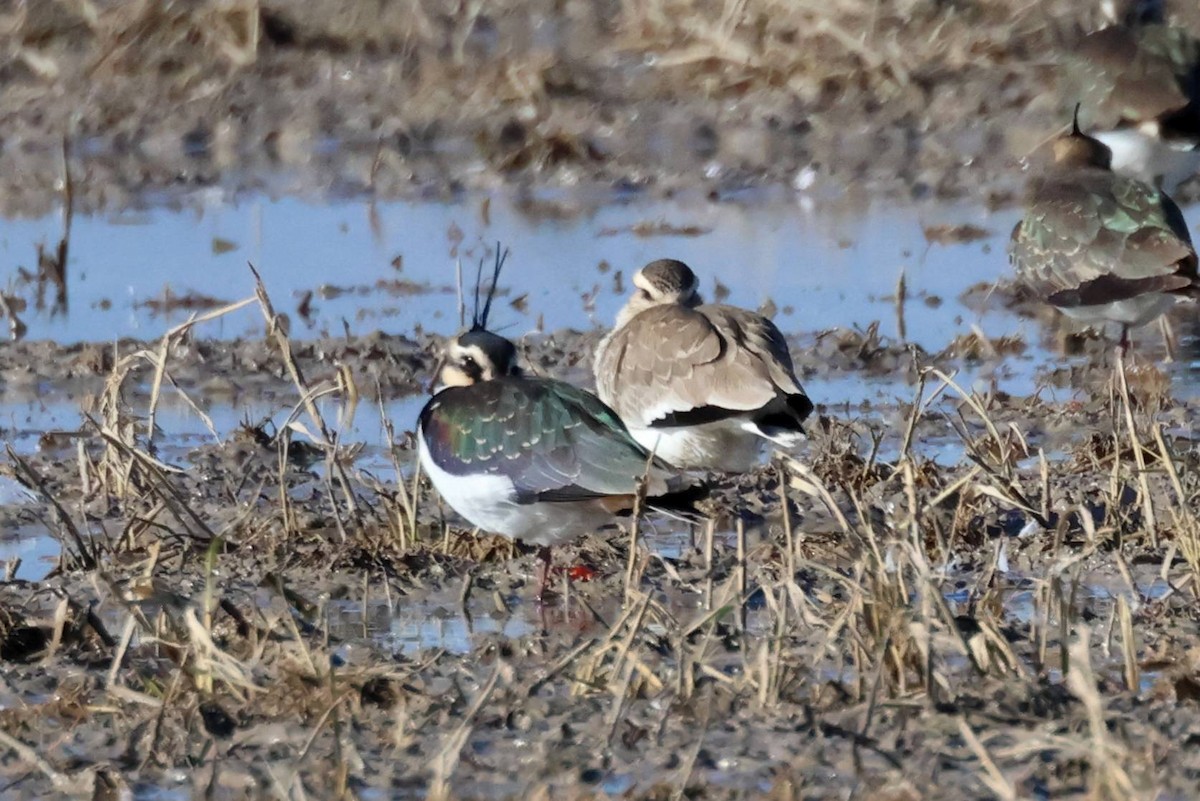 Хээрийн хавтгаалж - ML646583299