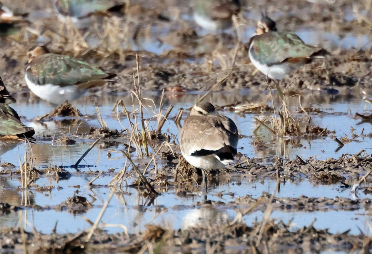 Хээрийн хавтгаалж - ML646583300