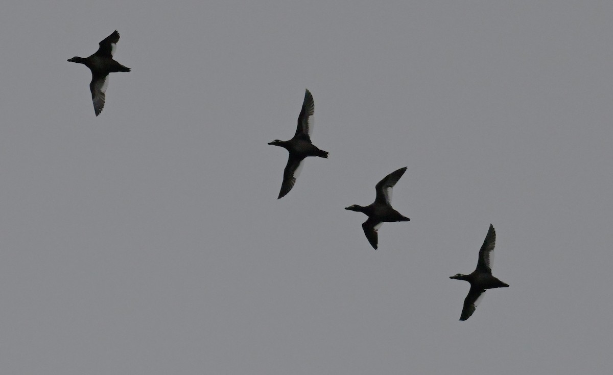 White-winged Scoter - ML646583302