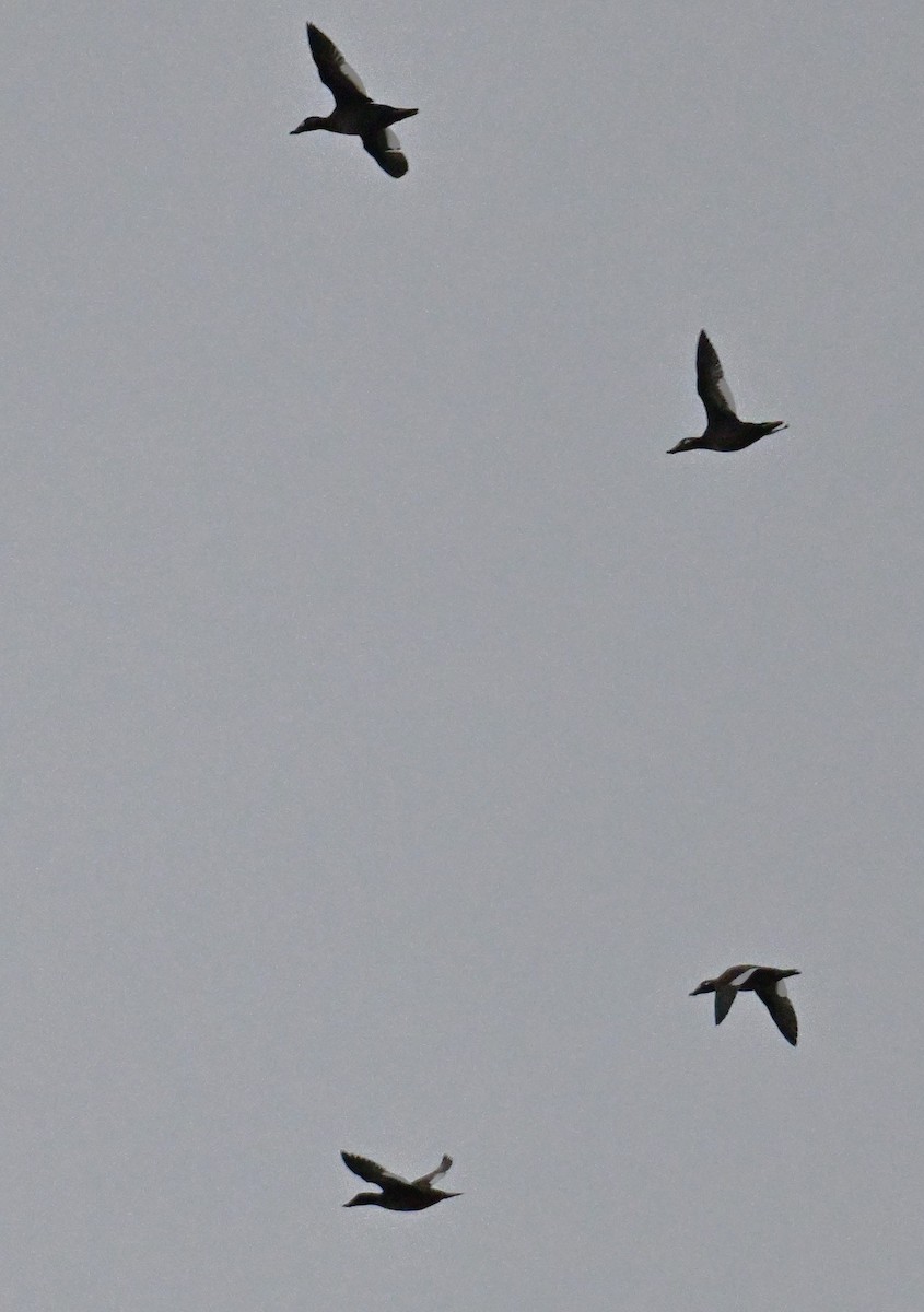 White-winged Scoter - ML646583303