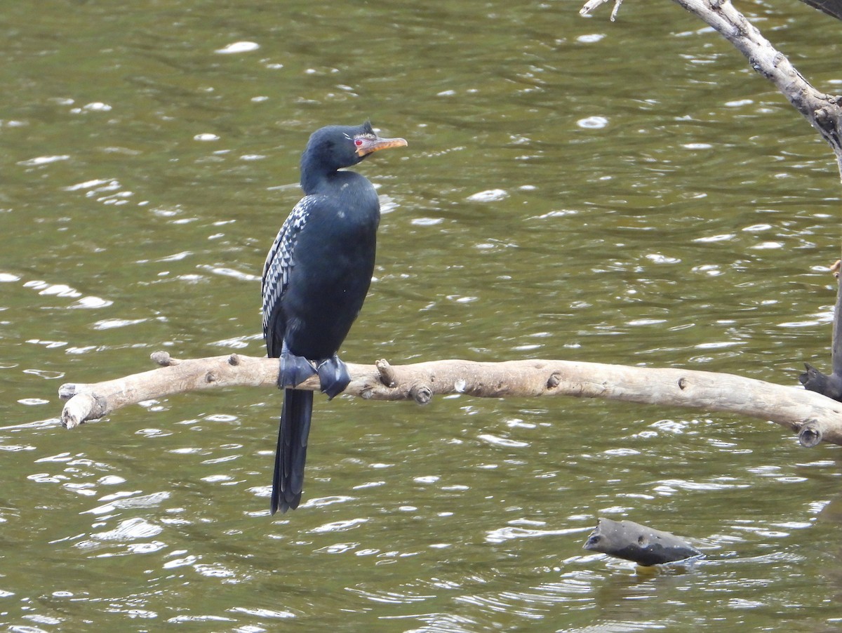 langstjertskarv - ML646583305