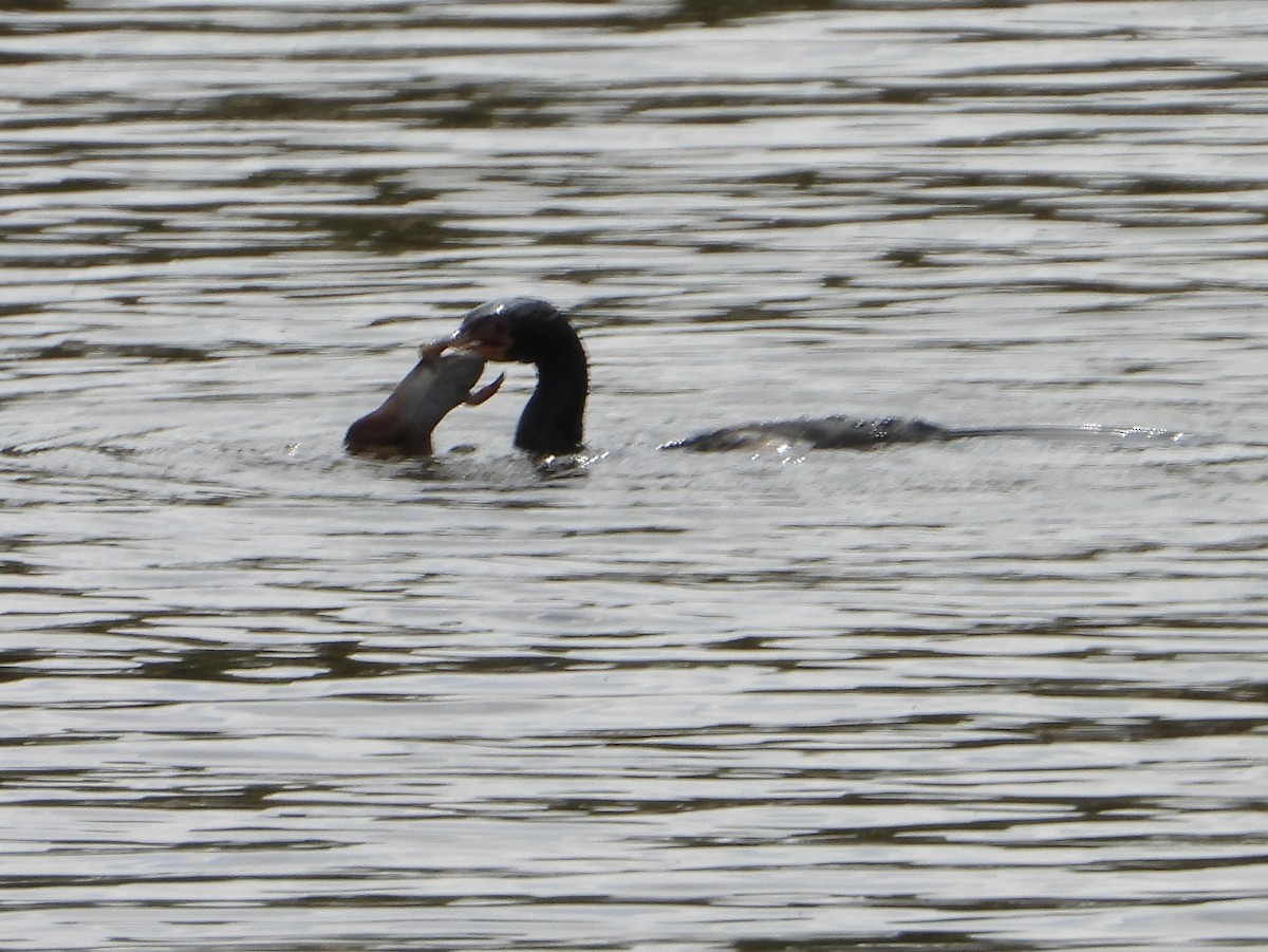 langstjertskarv - ML646583306