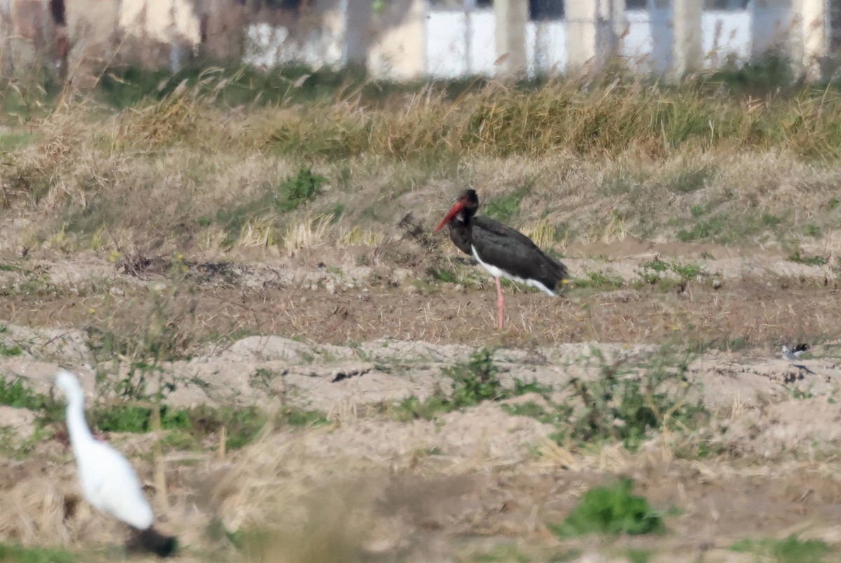 Black Stork - ML646583307