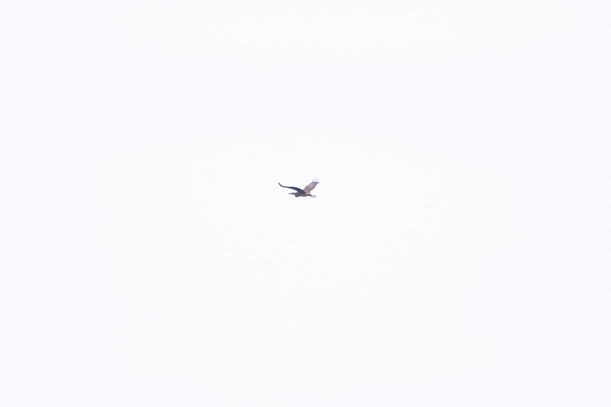 gråkinntigerhegre - ML646583308