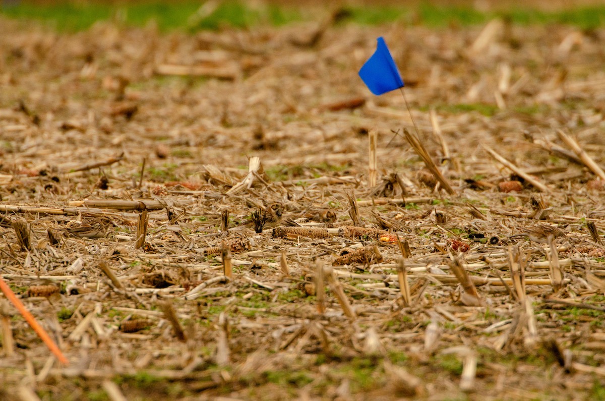 Lapland Longspur - ML646583310