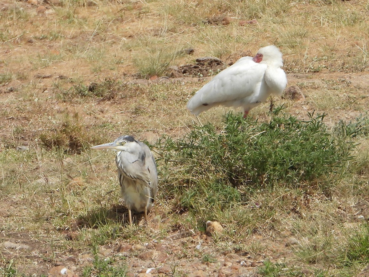 Gray Heron - ML646583312