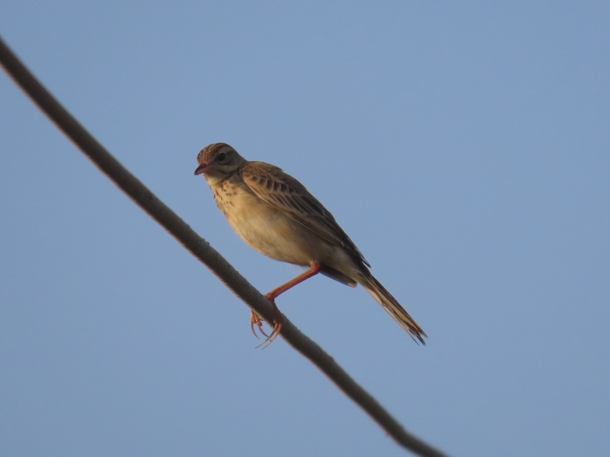 Richard's Pipit - ML646583314