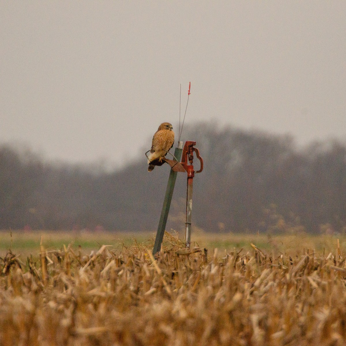 Red-shouldered Hawk - ML646583315