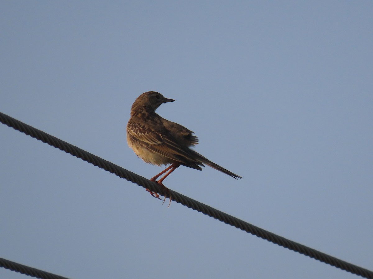 Richard's Pipit - ML646583317