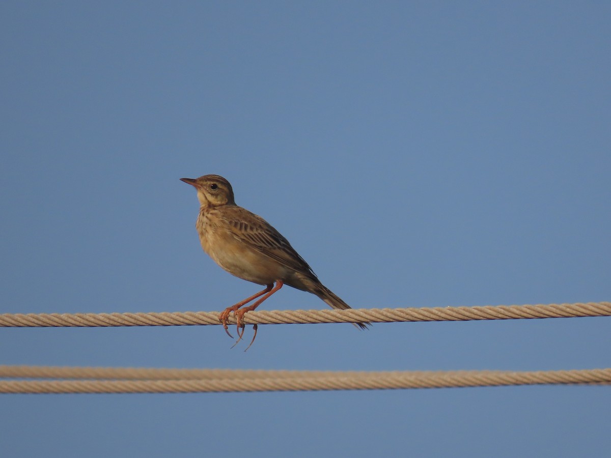 Richard's Pipit - ML646583318