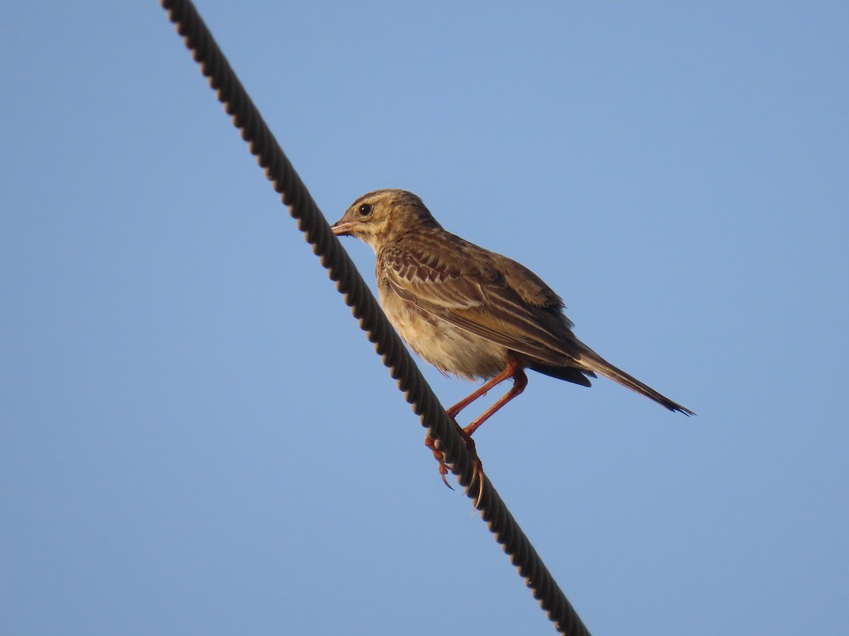Richard's Pipit - ML646583319