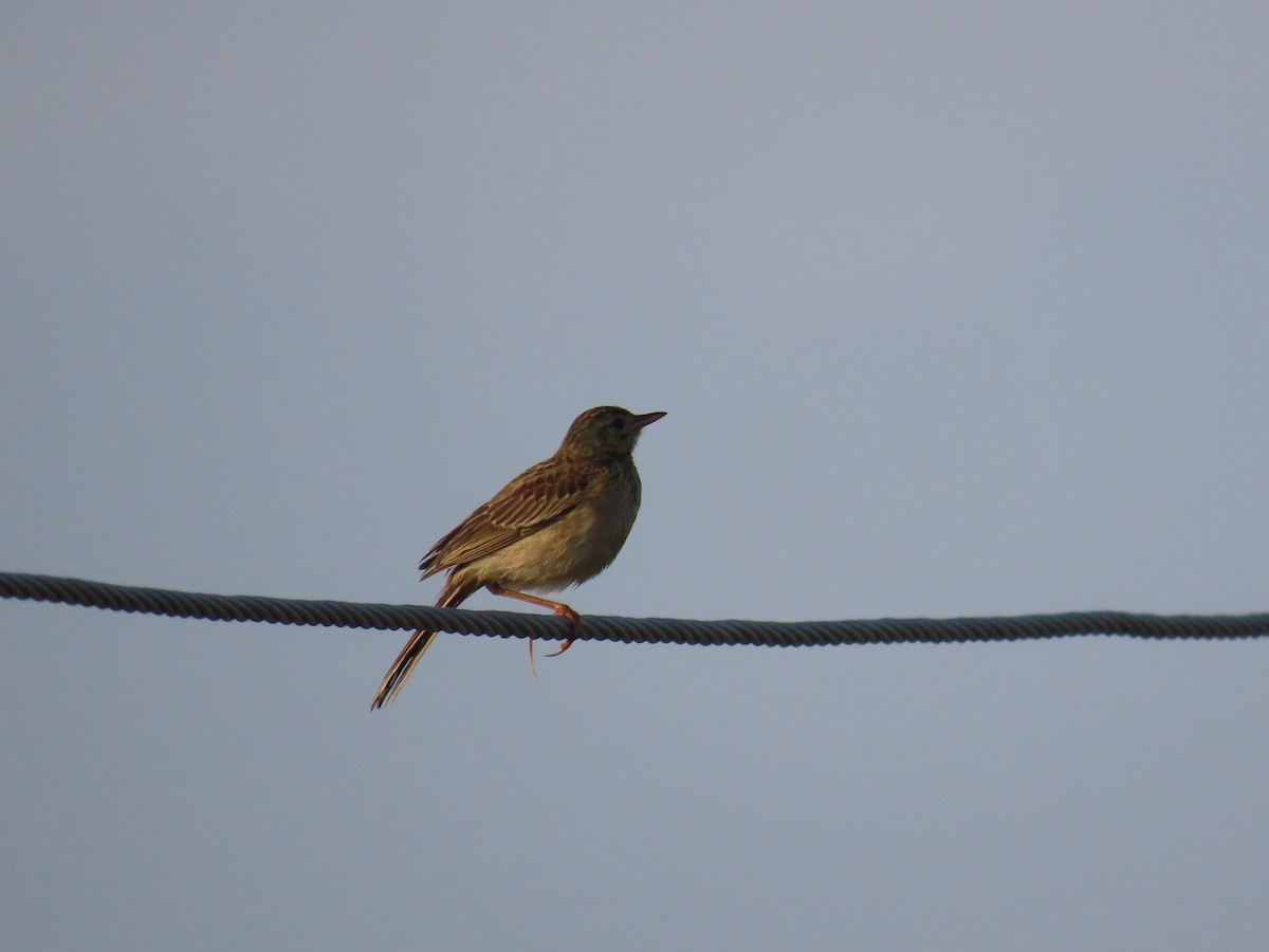 Richard's Pipit - ML646583320