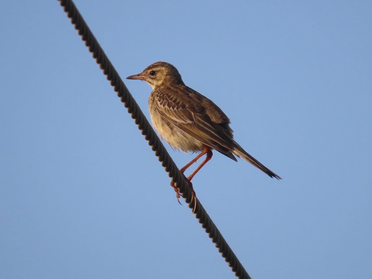 Richard's Pipit - ML646583323