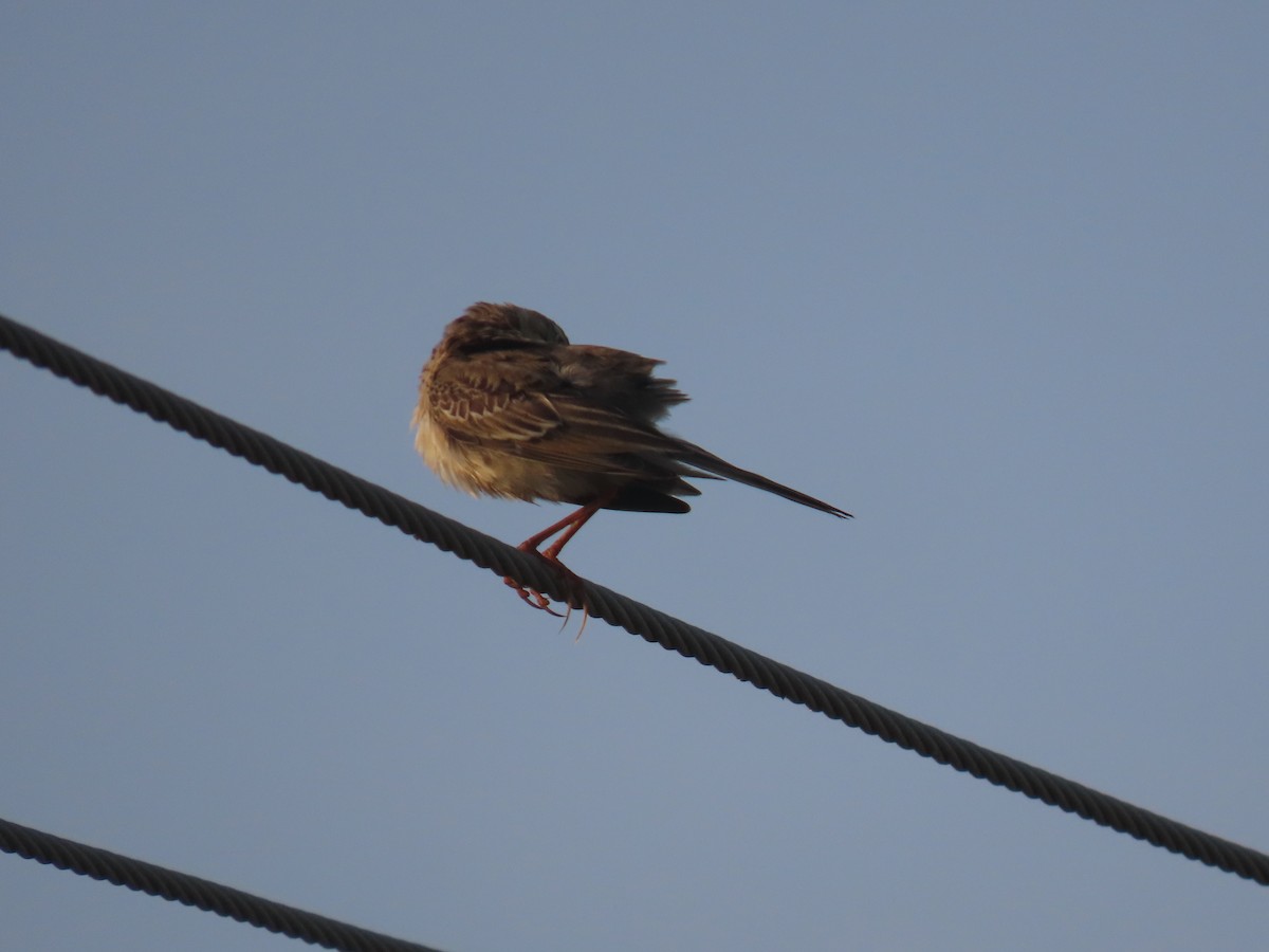 Richard's Pipit - ML646583324