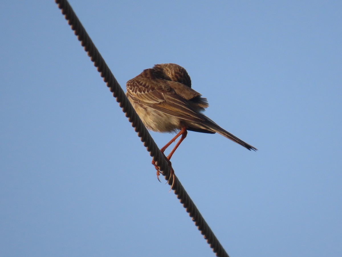 Richard's Pipit - ML646583326