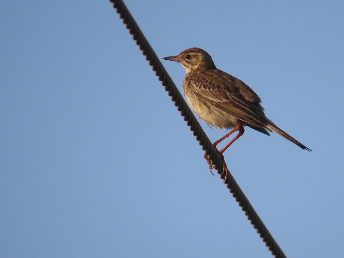 Richard's Pipit - ML646583327