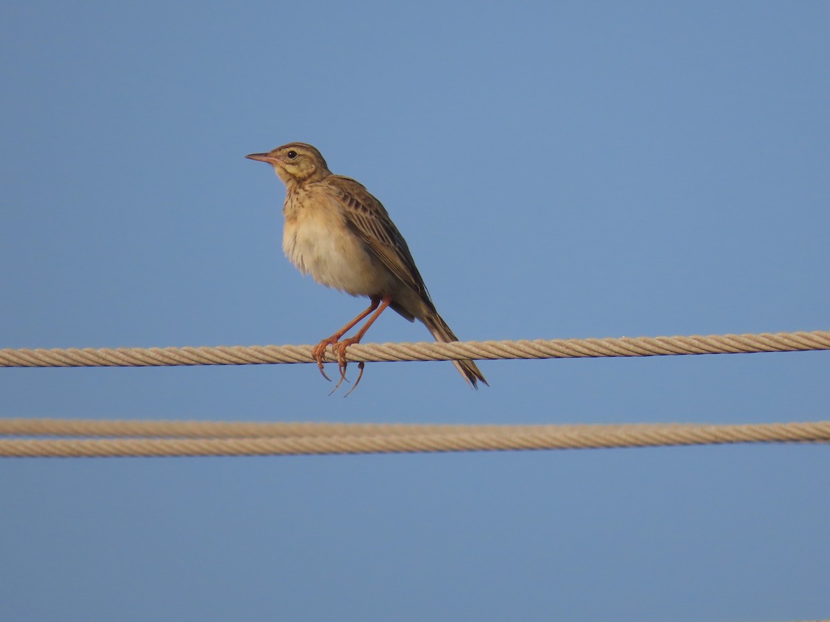 Richard's Pipit - ML646583328