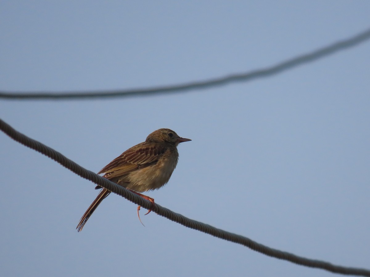 Richard's Pipit - ML646583329