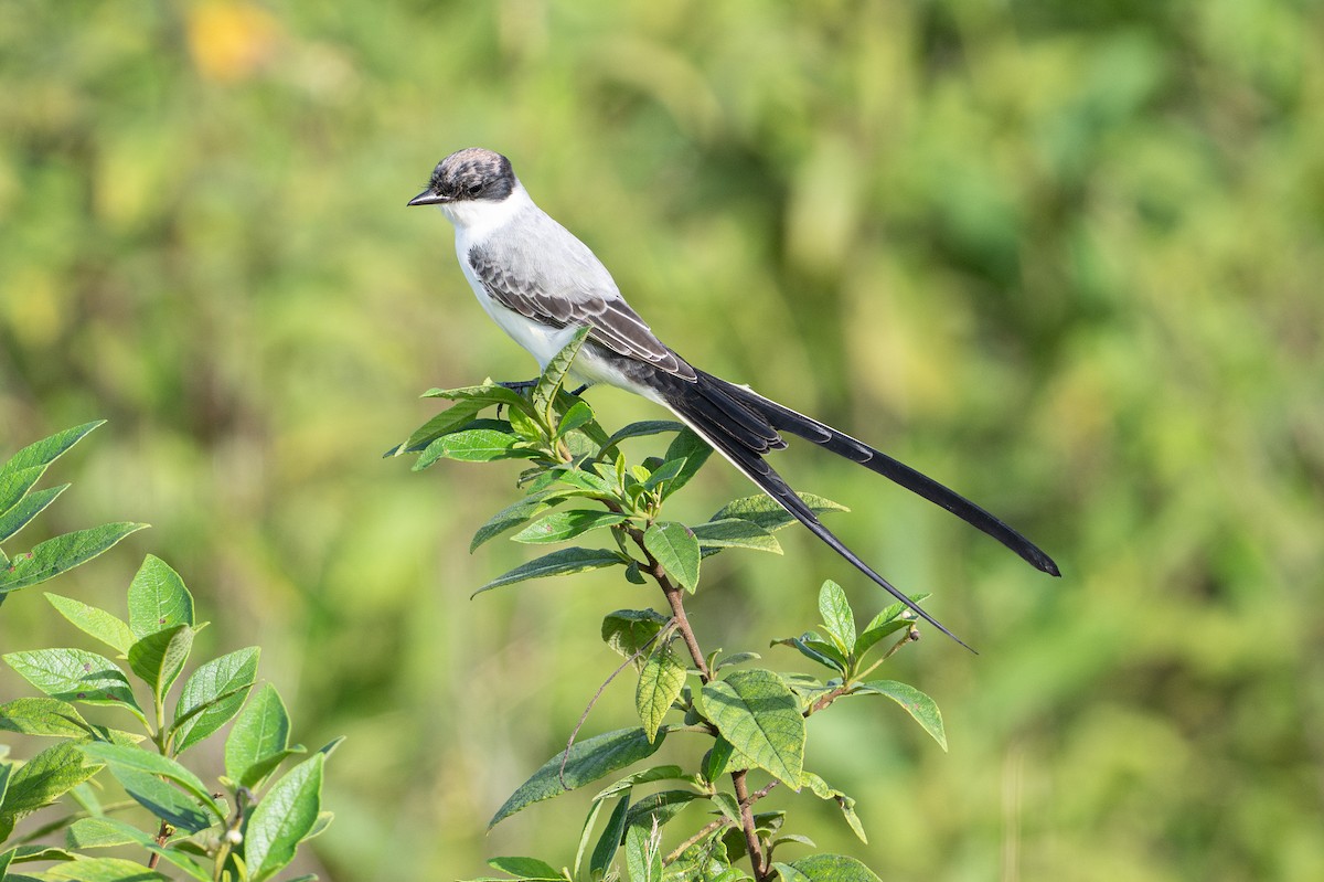 Tyran des savanes - ML646583330