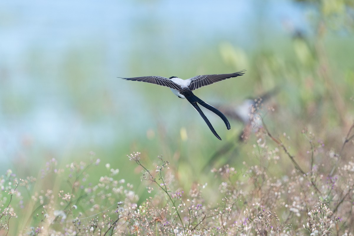 Tyran des savanes - ML646583331