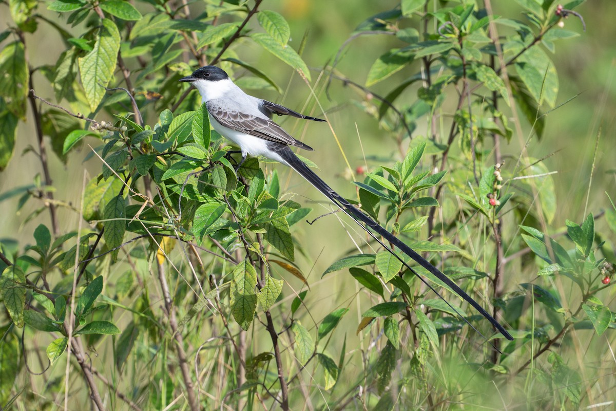 Tyran des savanes - ML646583333