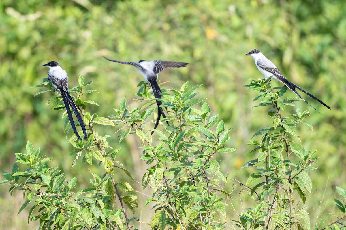 Tyran des savanes - ML646583334