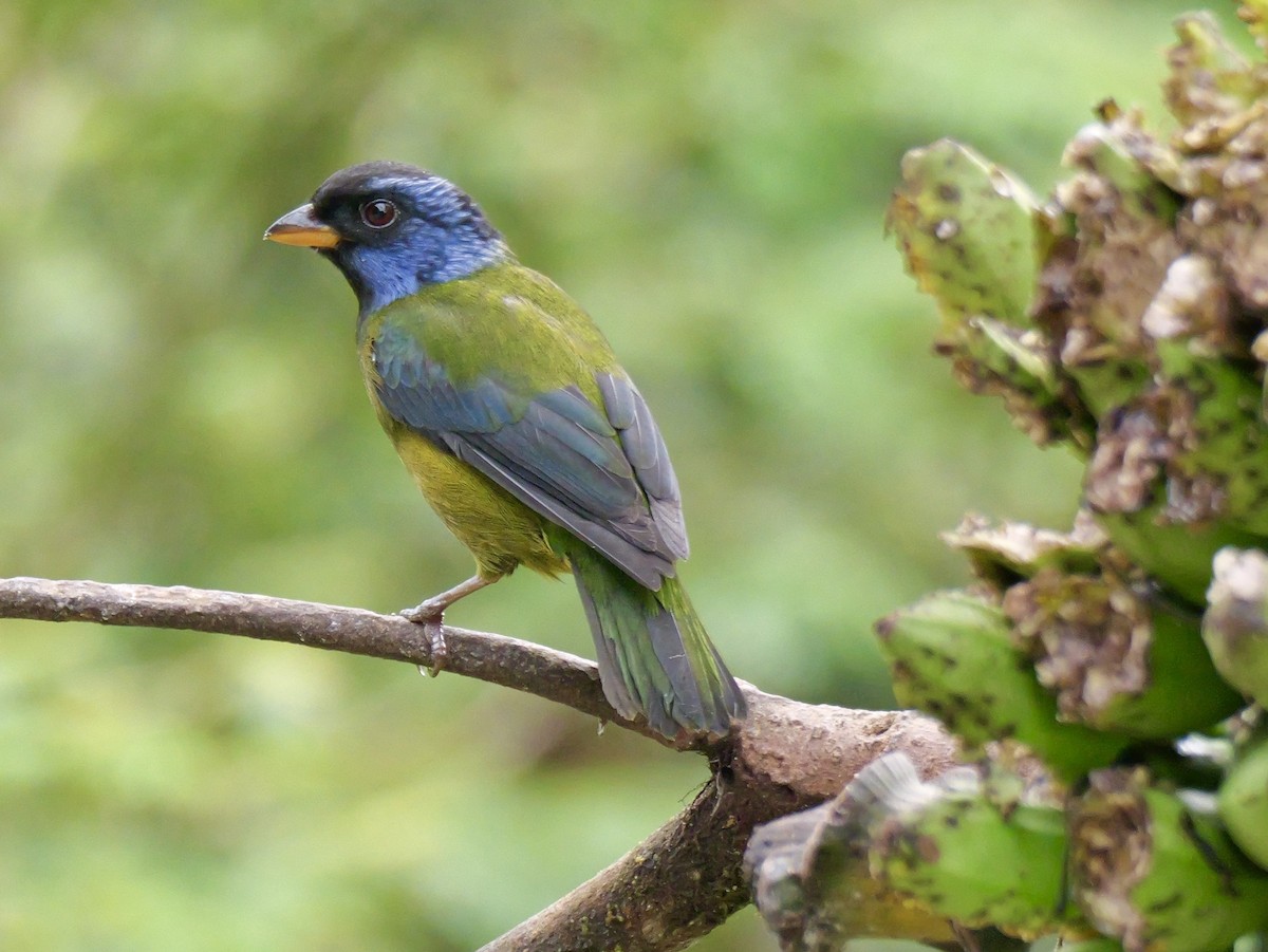 Moss-backed Tanager - ML646583336