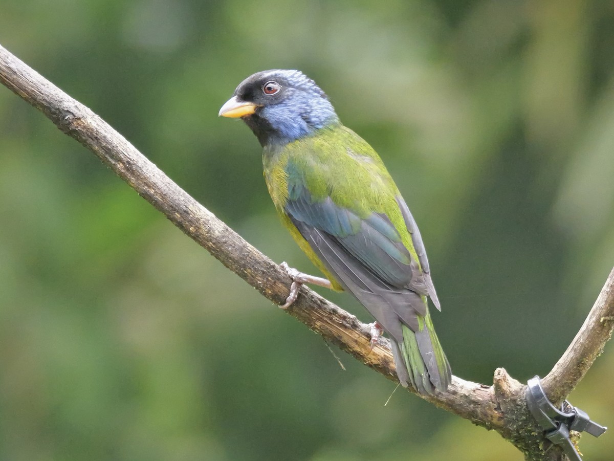 Moss-backed Tanager - ML646583338
