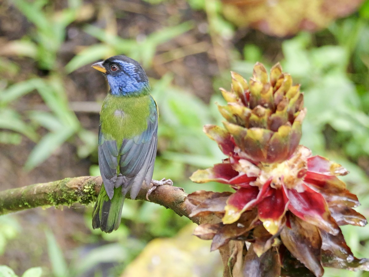 Moss-backed Tanager - ML646583339