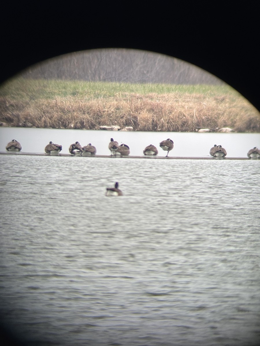 Cackling Goose - ML646583344