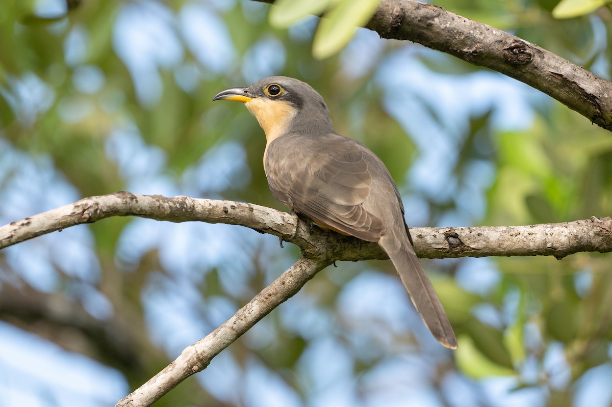 Coulicou manioc - ML646583348