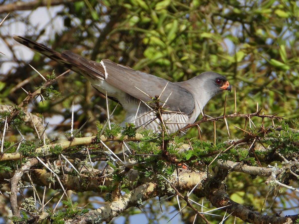 Autour gabar - ML646583351