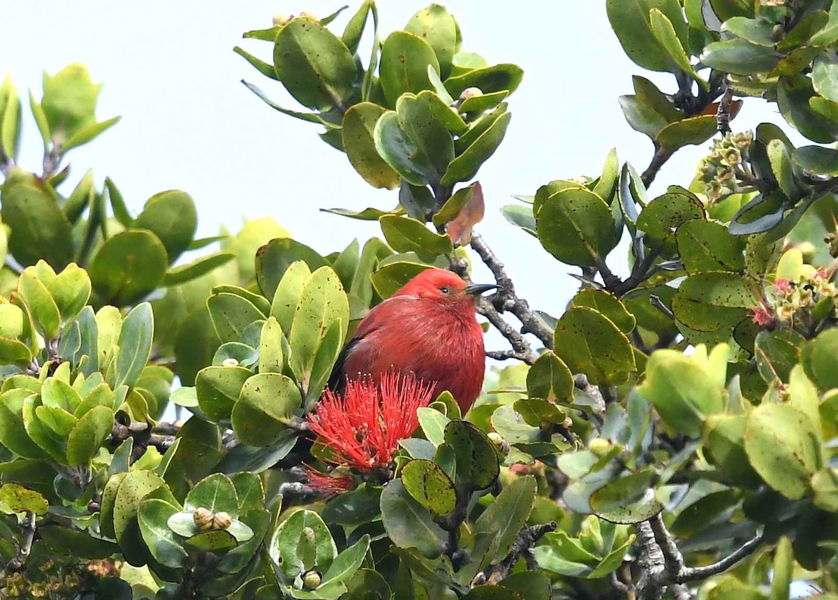 Picchion cramoisi - ML646583352