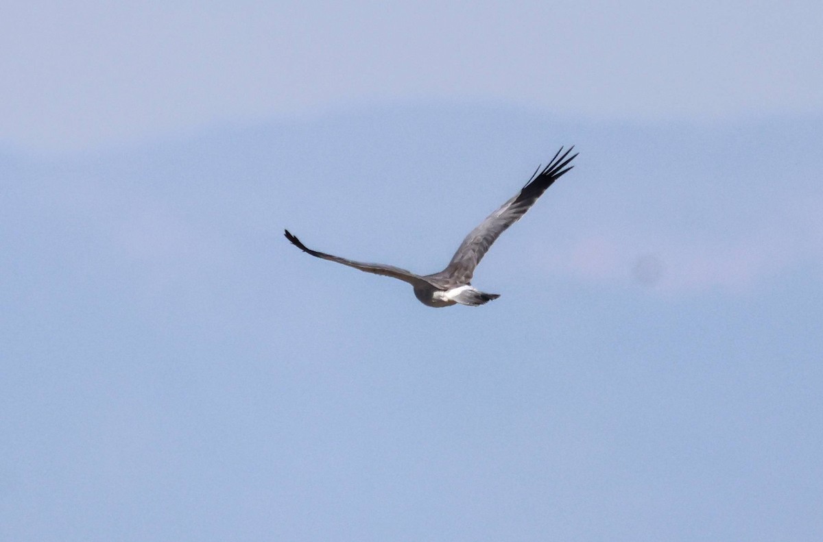 Busard Saint-Martin - ML646583355