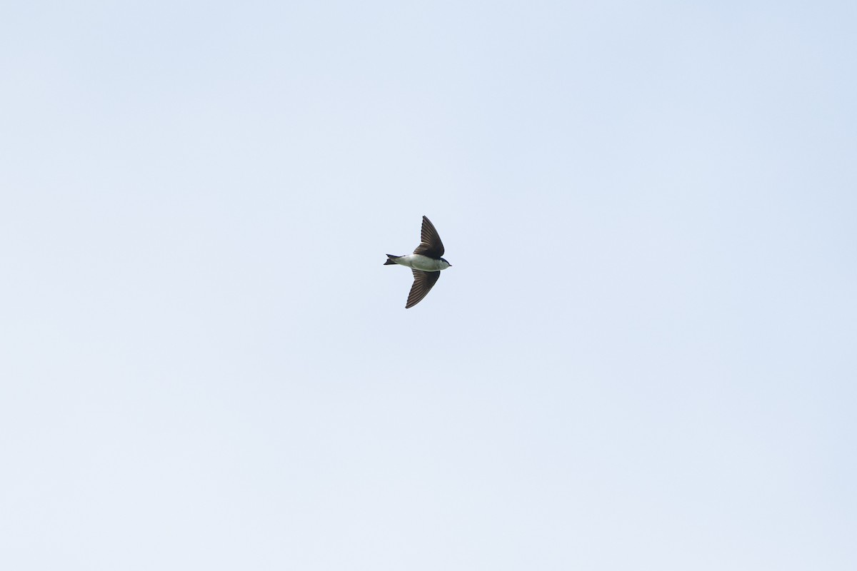 Hirondelle bicolore - ML646583356