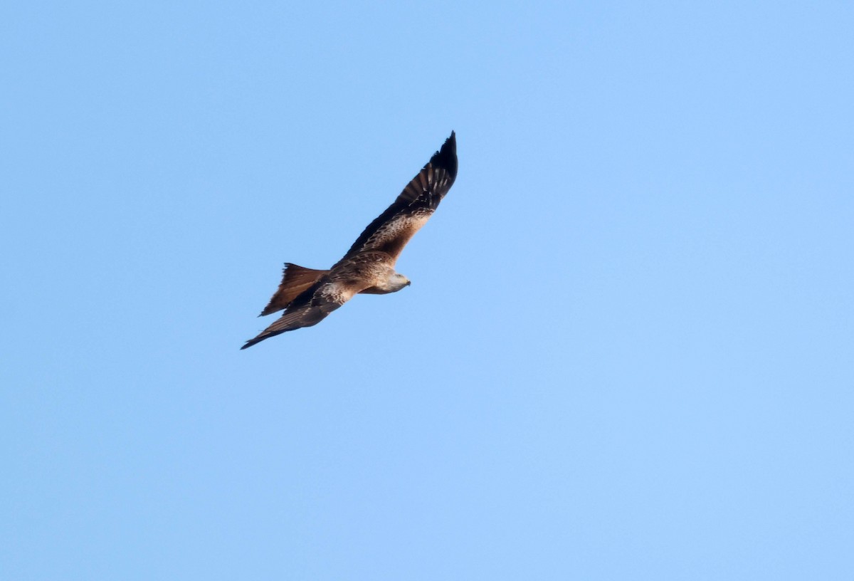 Milan royal - ML646583359