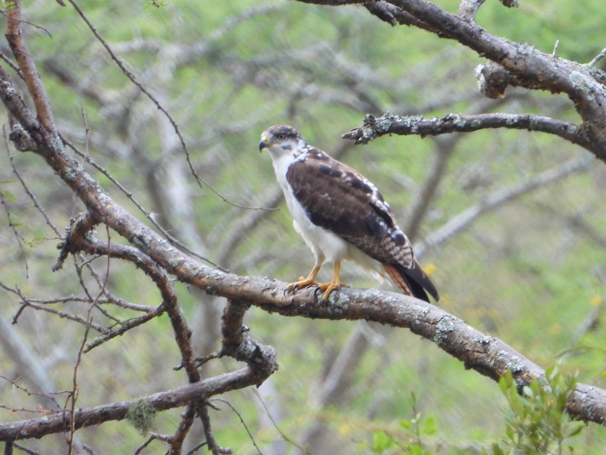 Buse augure - ML646583362