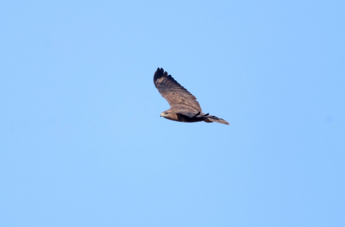 Buse variable - ML646583363