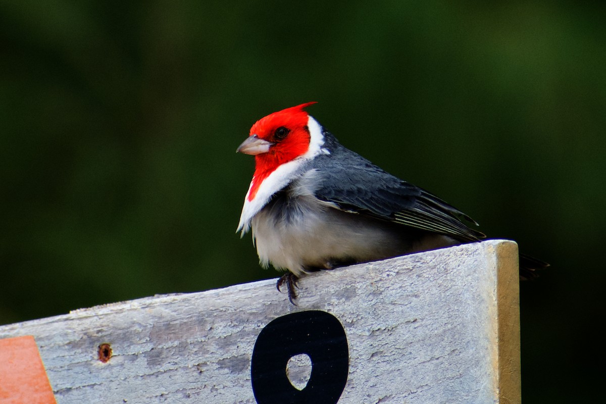 Paroare huppé - ML646583364