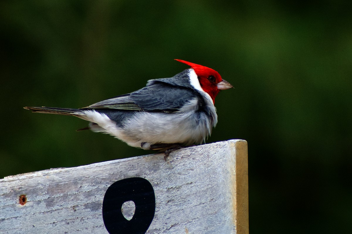 Paroare huppé - ML646583365