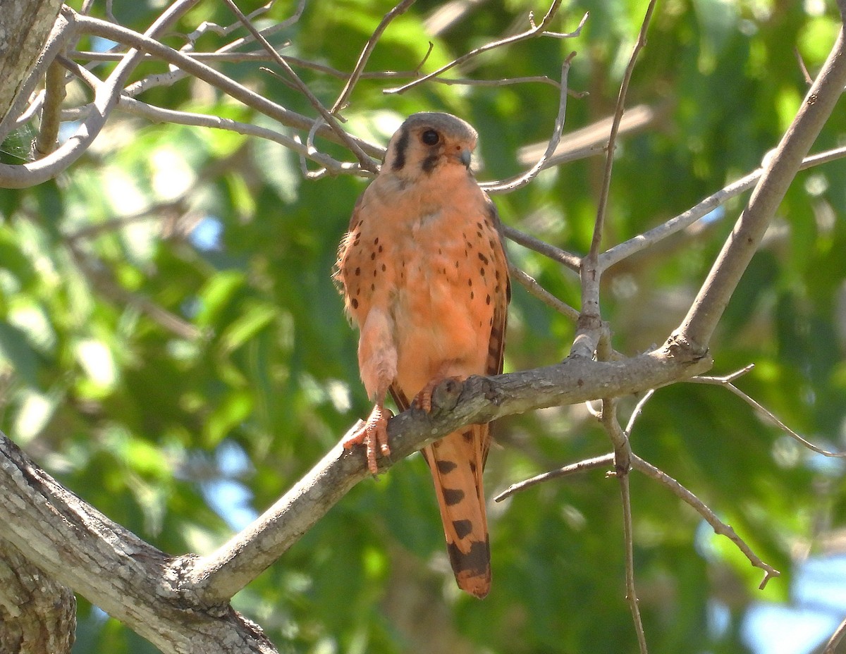 American Kestrel - ML646583368