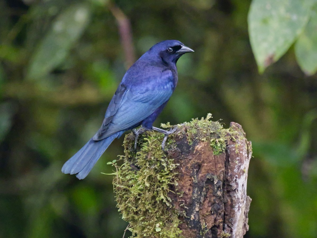 Quiscale buissonnier - ML646583369