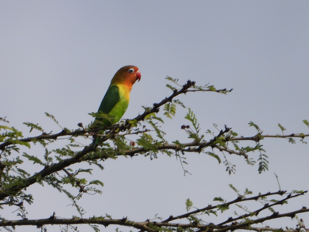 Fischer's x Yellow-collared Lovebird (hybrid) - ML646583373