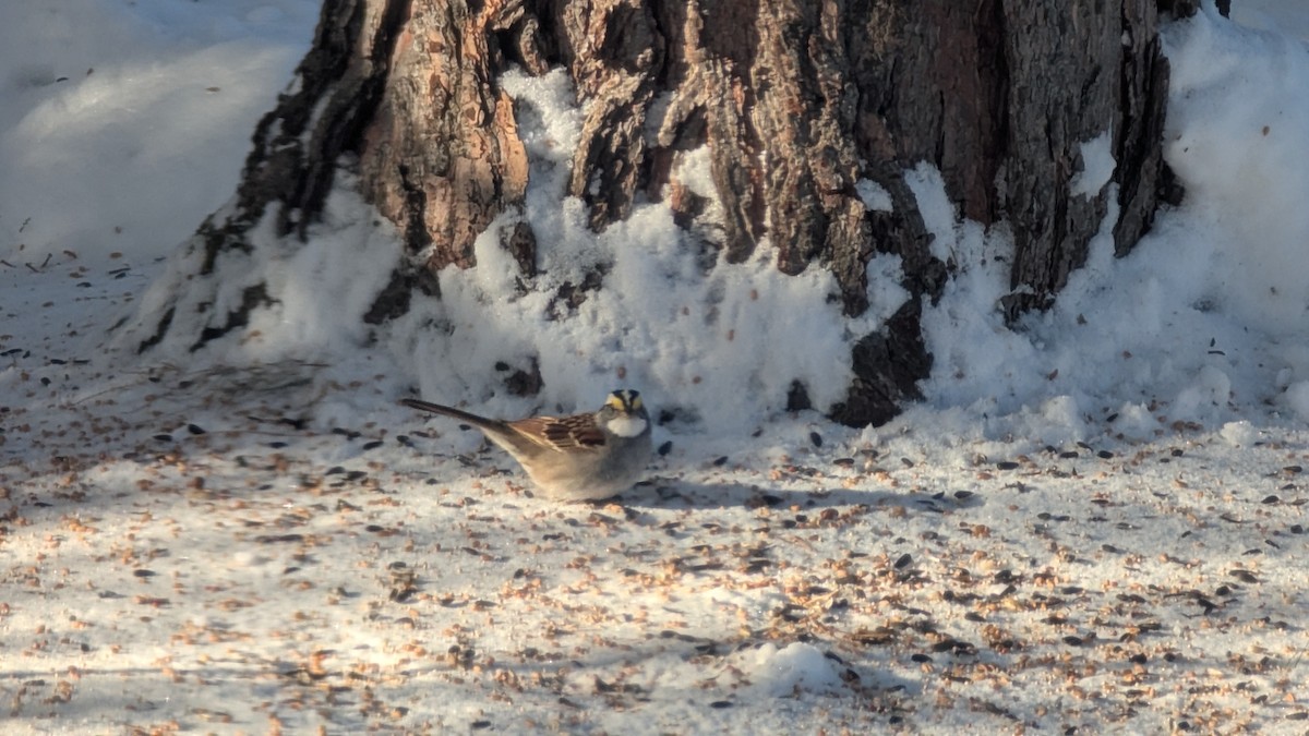 Ak Boğazlı Serçe - ML646583374