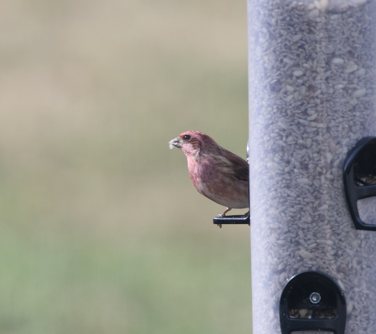 Purple Finch - ML646583375