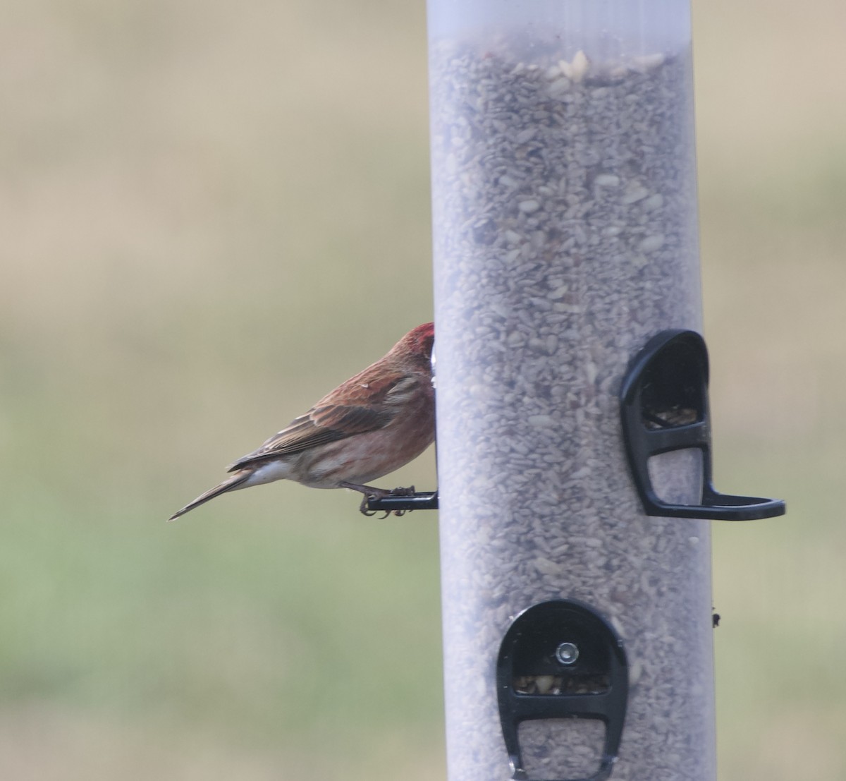 Purple Finch - ML646583376