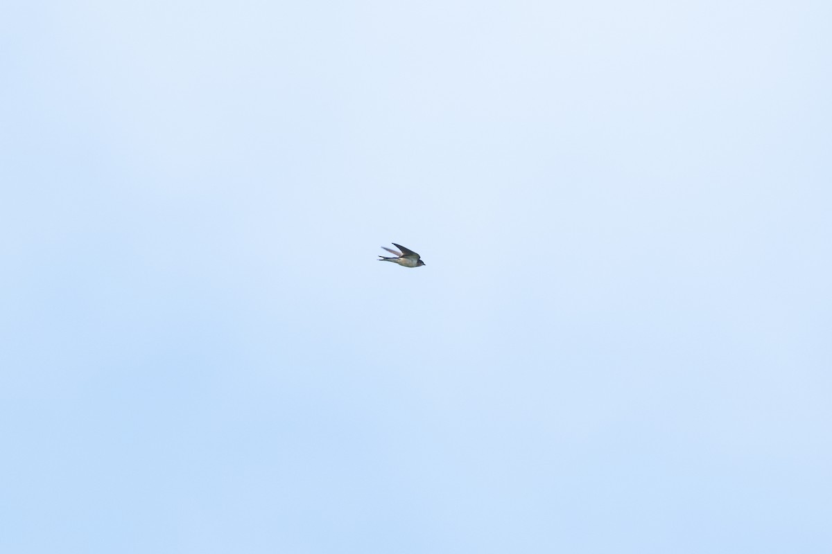 låvesvale - ML646583377